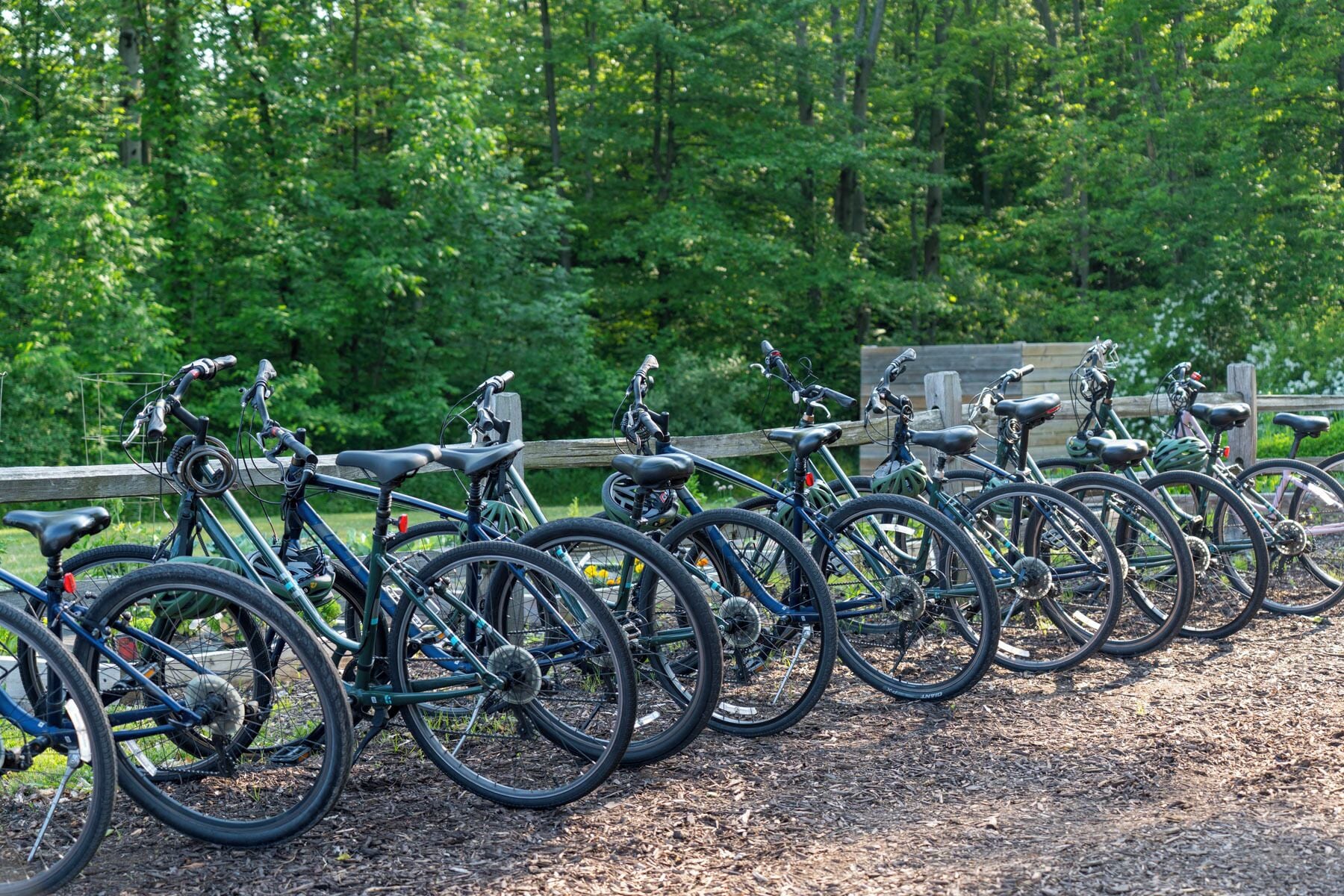 A row of bicycles parked on a wooden deck with a forested background.