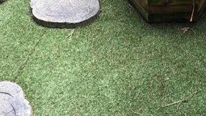 Un jardín con un sendero de piedra y diversas plantas.