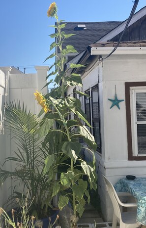 Outdoor dining - 2nd house from beach Private cottage w outside patio. Sleeps 4 (Seaside Heights)