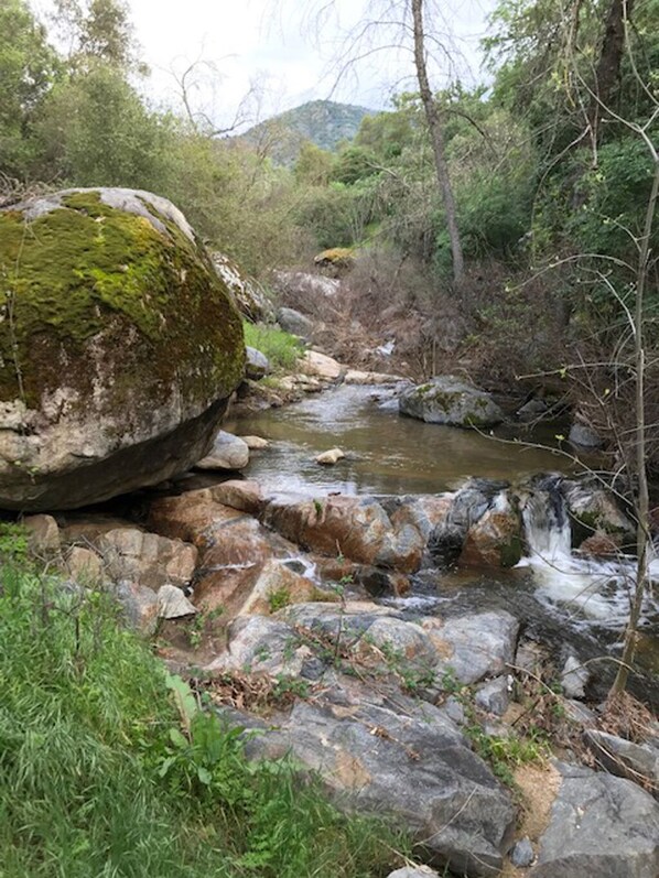 Un arroyo natural con rocas y musgo, rodeado de follaje y árboles.