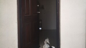 Ein Hund steht in einer Türöffnung mit gefliestem Boden und einer braunen Tür.