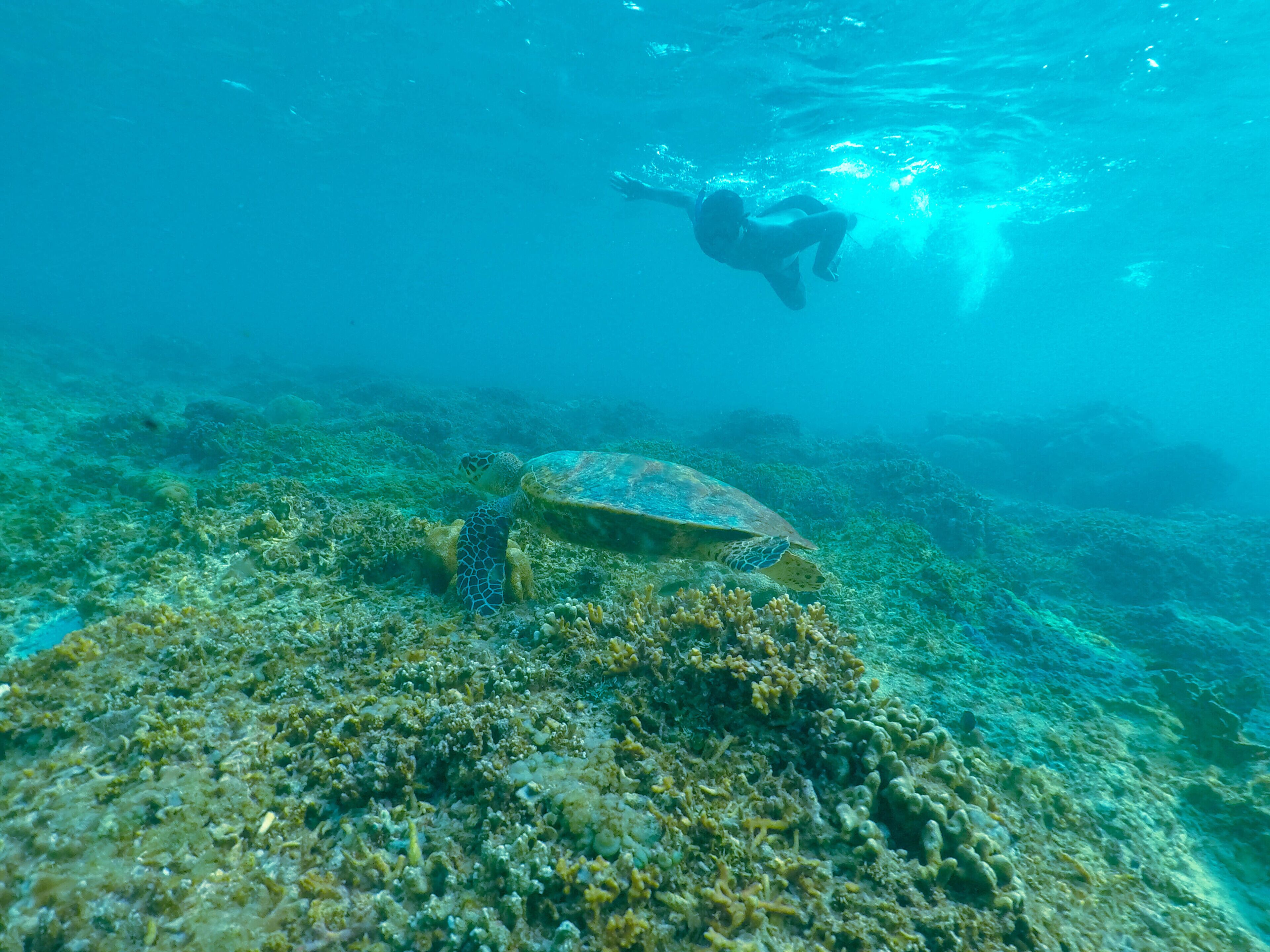 A diver swimming near a turtle on a coral reef.