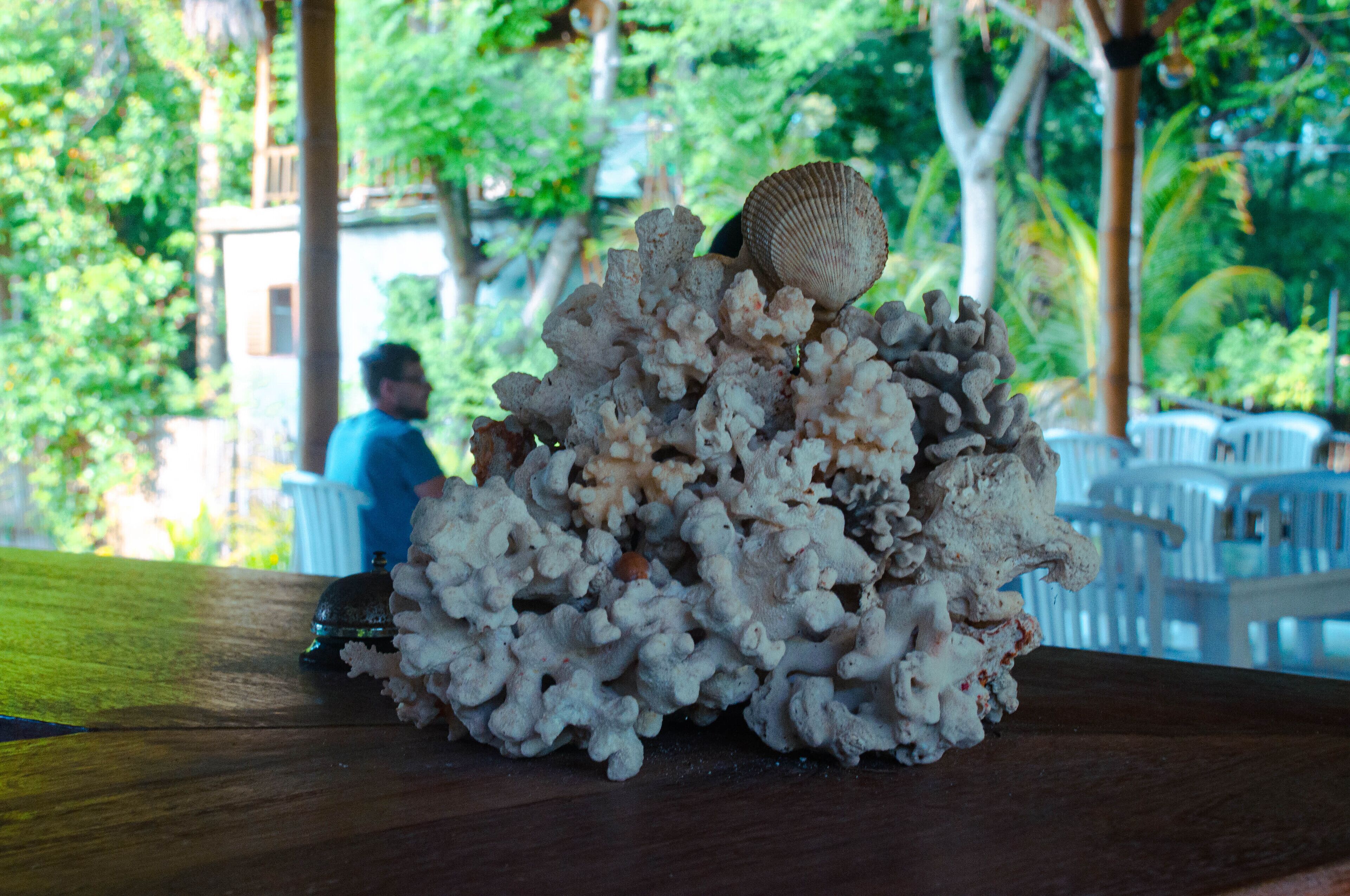 A close-up of a coral-like structure on a wooden surface, with a blurred background of greenery and white chairs.