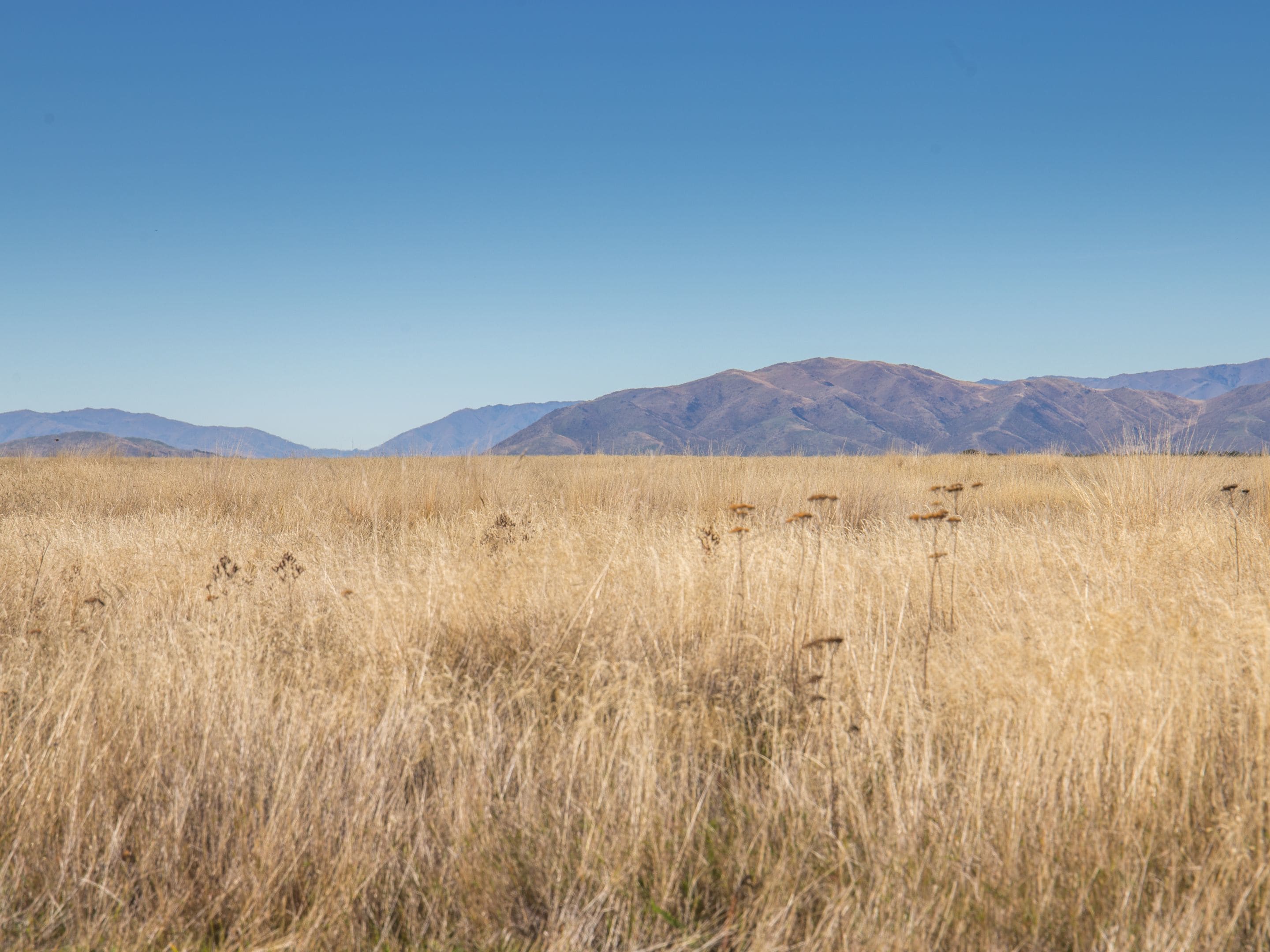 Un campo con pasto alto y montañas al fondo.