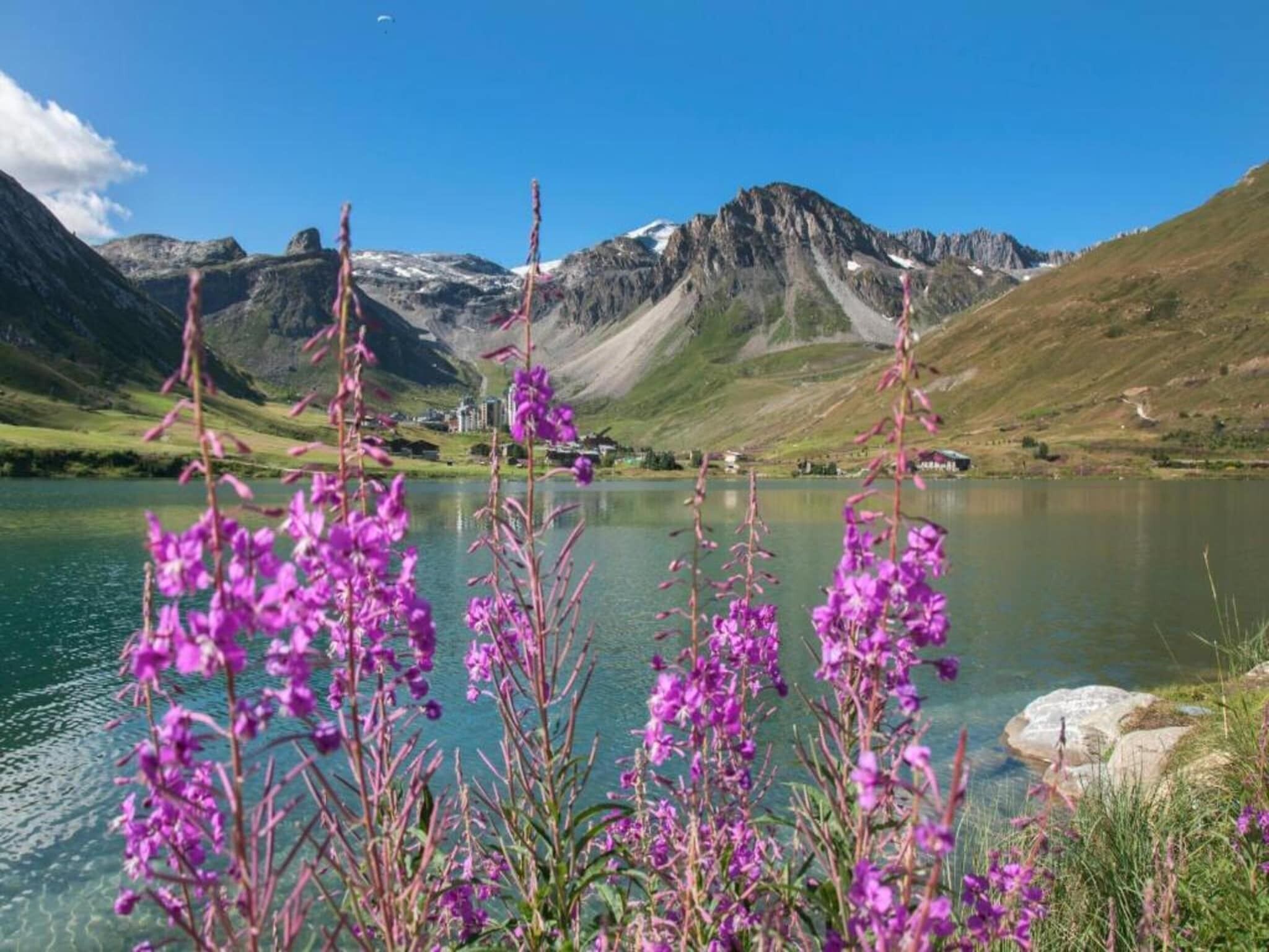 A lake with mountains in the background and purple flowers in the foreground.