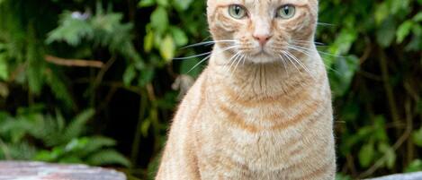 A ginger cat sitting on a stone bench with a brick wall and greenery in the background.