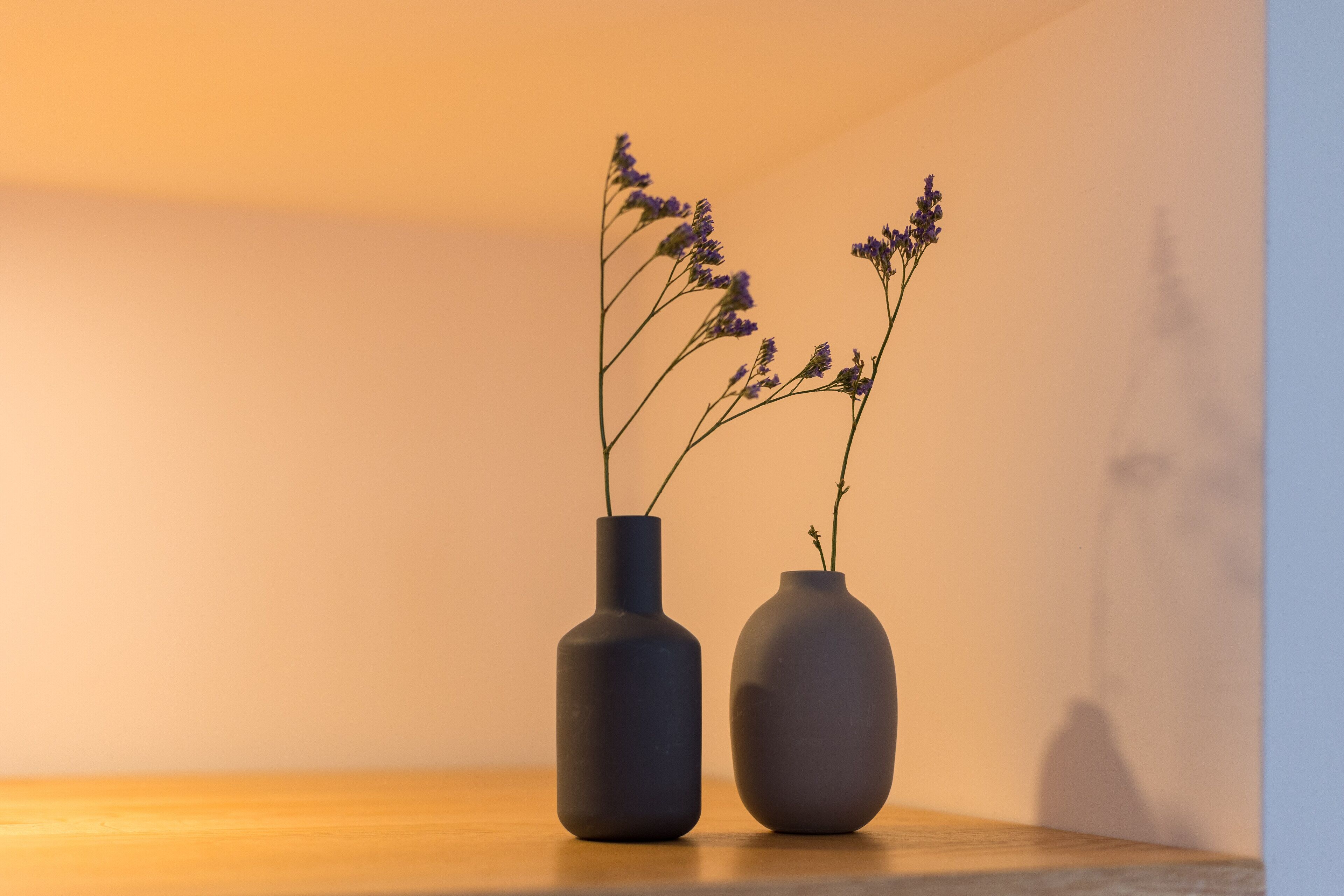 Foto - Pardela Menorca