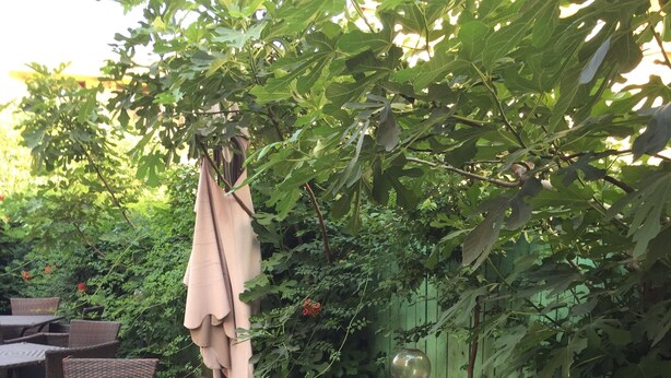 An outdoor patio with wicker furniture and a glass table, surrounded by lush greenery and a wooden fence. - Vilele Liliana Mamaia Nord (Navodari)