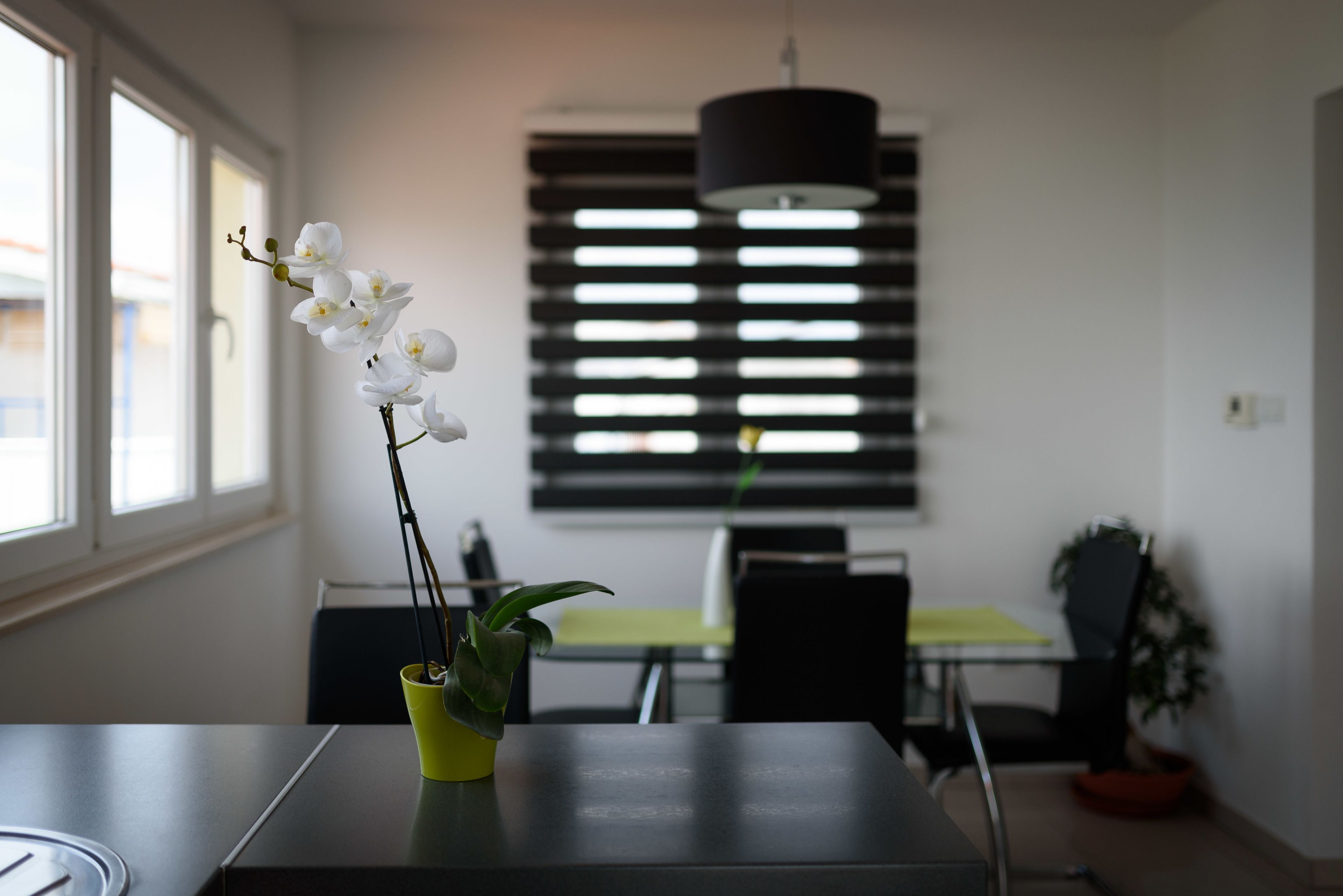 A modern dining area with a table, chairs, and a potted orchid.