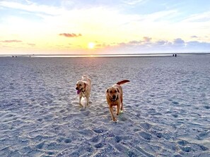 Beach nearby, sun loungers - Ouddorp / Renesse for families, kiters, surfers, cyclists, dog friends. (Ouddorp)