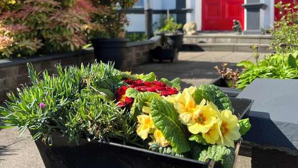 A black planter with green foliage and yellow flowers in front of a building with a red door and white walls. - Princetown Guesthouse (Bangor)