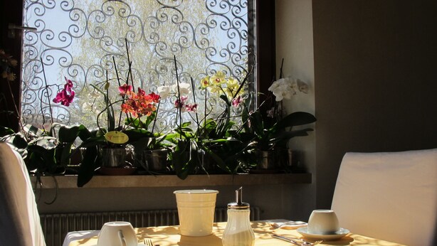 A dining table with a yellow tablecloth, white plates, cups, and cutlery. There are potted plants on the windowsill. - Bed & Breakfast Villa Filotea (Desenzano del Garda)