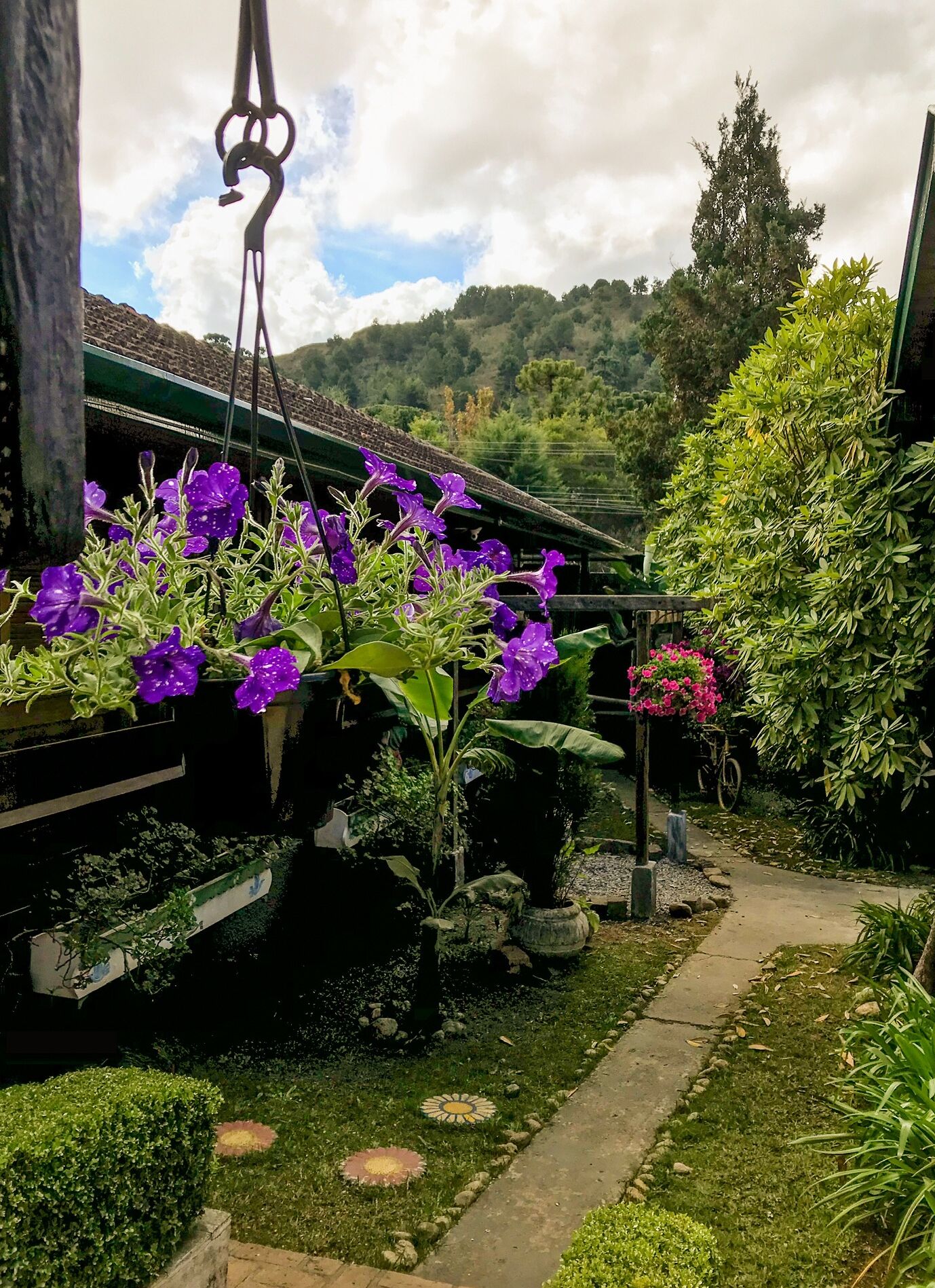 A garden with purple flowers, a pathway, and a bicycle.