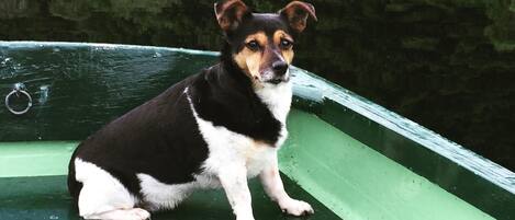 A dog sitting on the edge of a green boat.