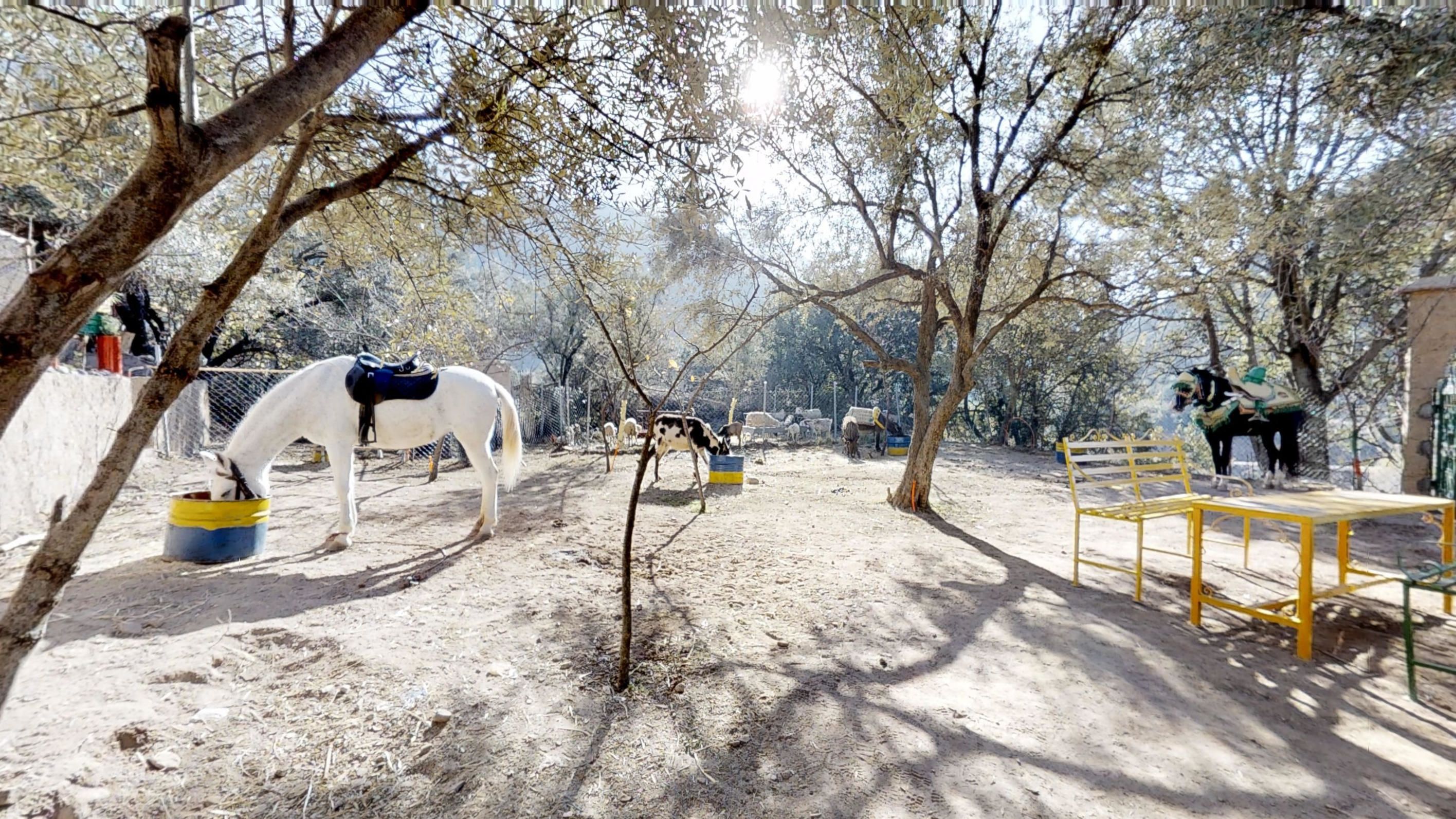 A stable with horses, a feeding trough, and a wooden bench.