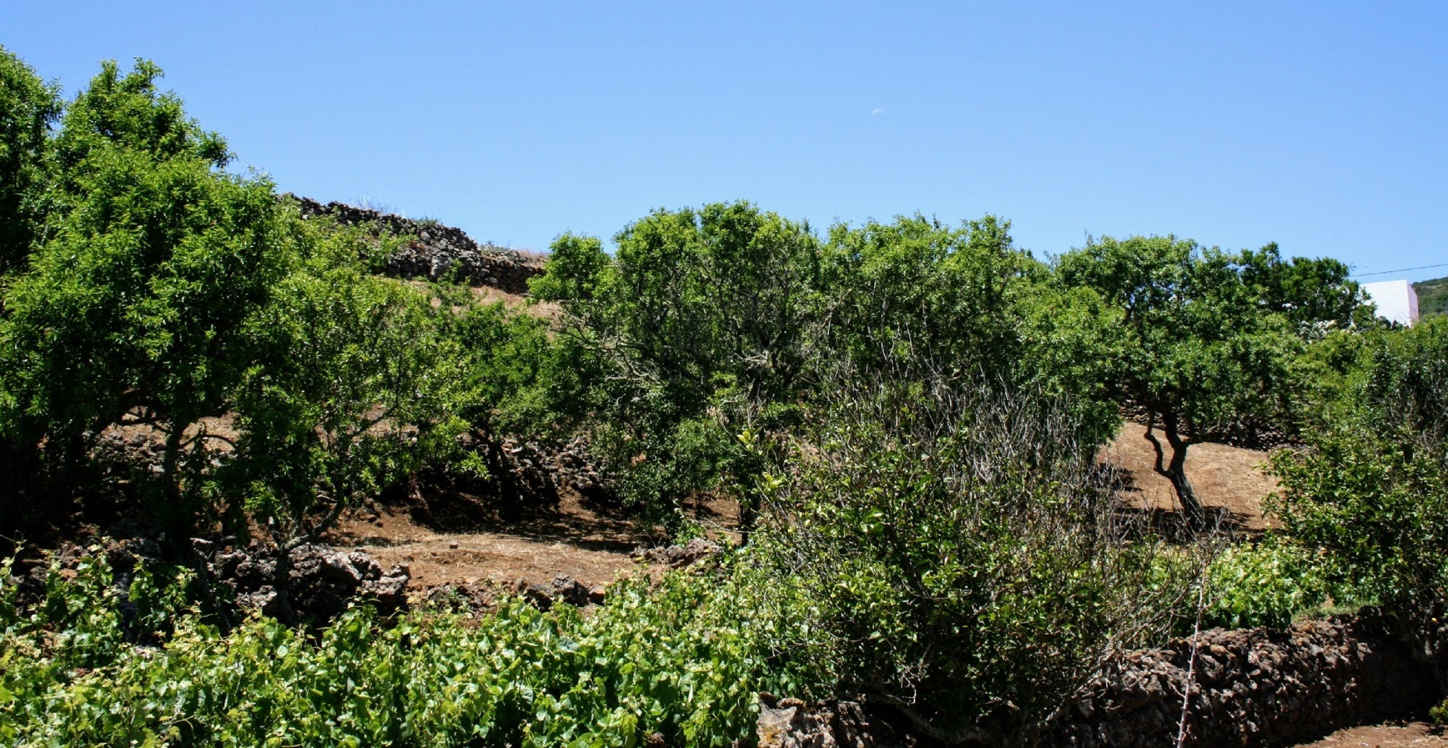 A vineyard with rows of grapevines and rocky terrain.
