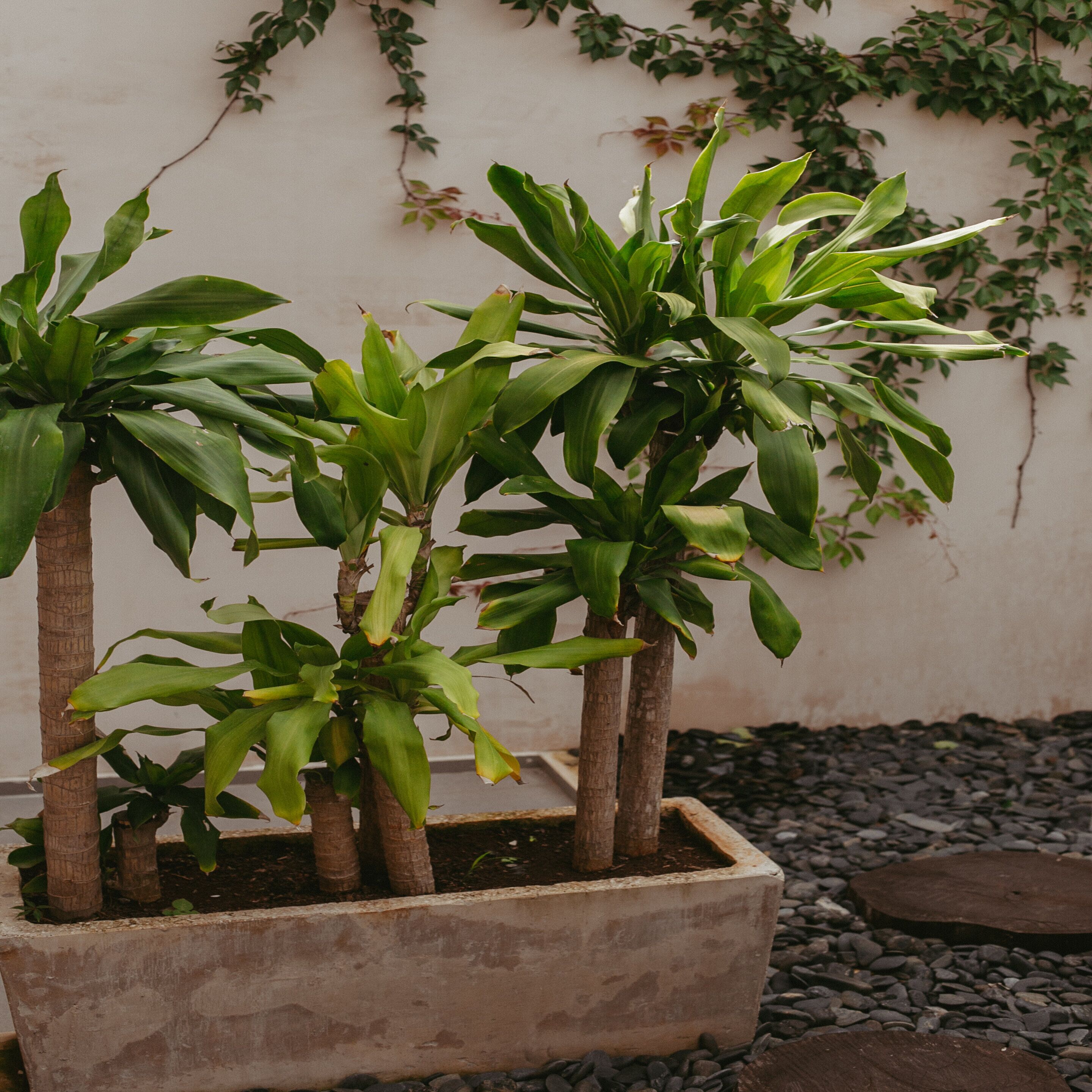 couples treatment room(s), sauna, hot stone massages