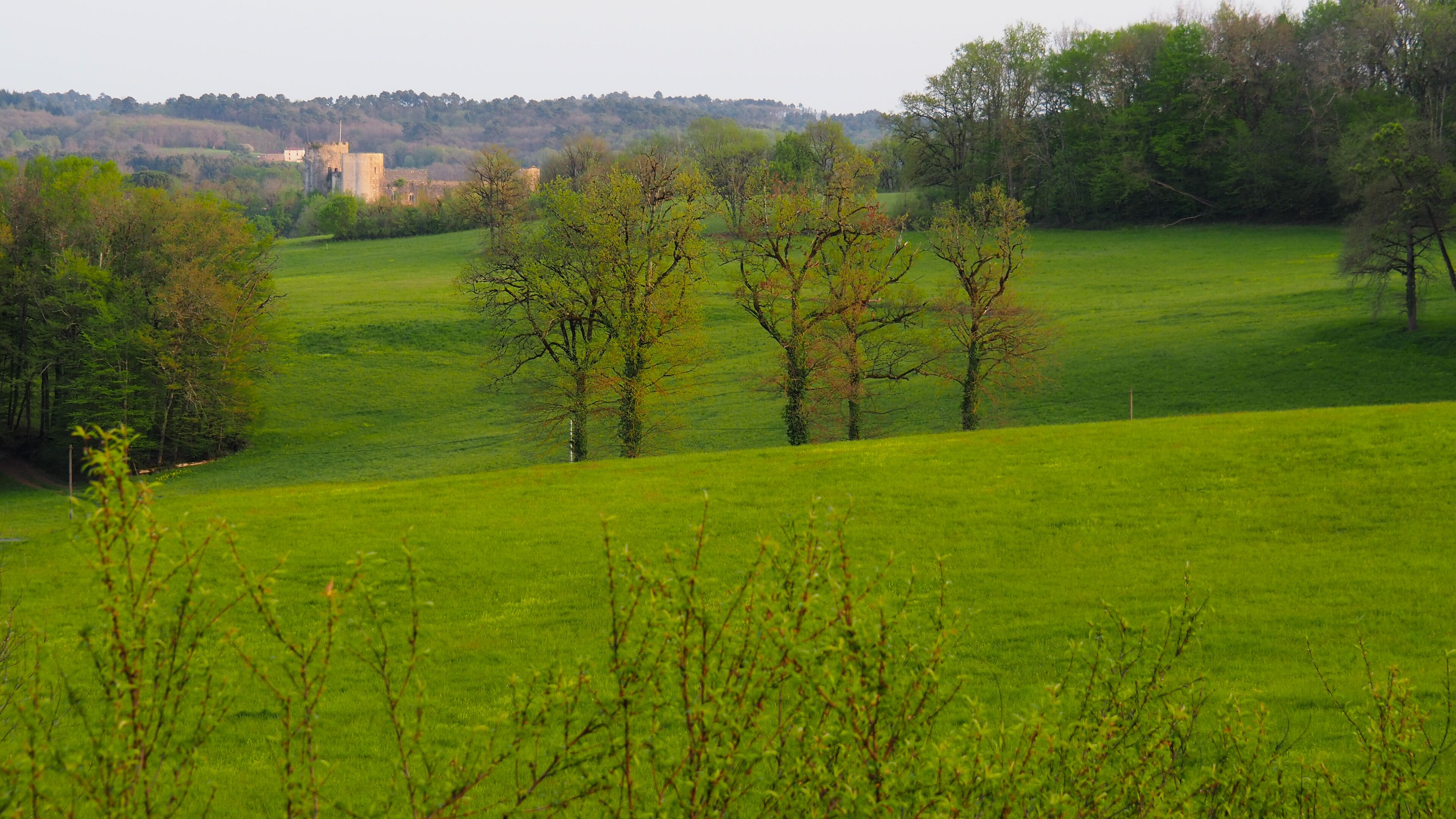 Een groen veld met bomen en een kasteel op de achtergrond.