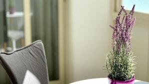 A round table with a purple potted plant, a grey chair, and a view of a building through a window. - Ambasciatori B&B (Catania)