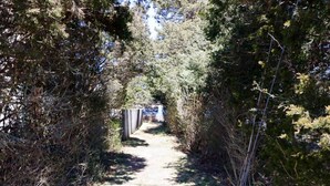 Un sentier étroit, bordé d’arbres, qui mène à un bâtiment.