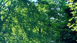 Un exuberante jardín con diversos árboles y arbustos, una valla de madera y una casa visible parcialmente a la izquierda.