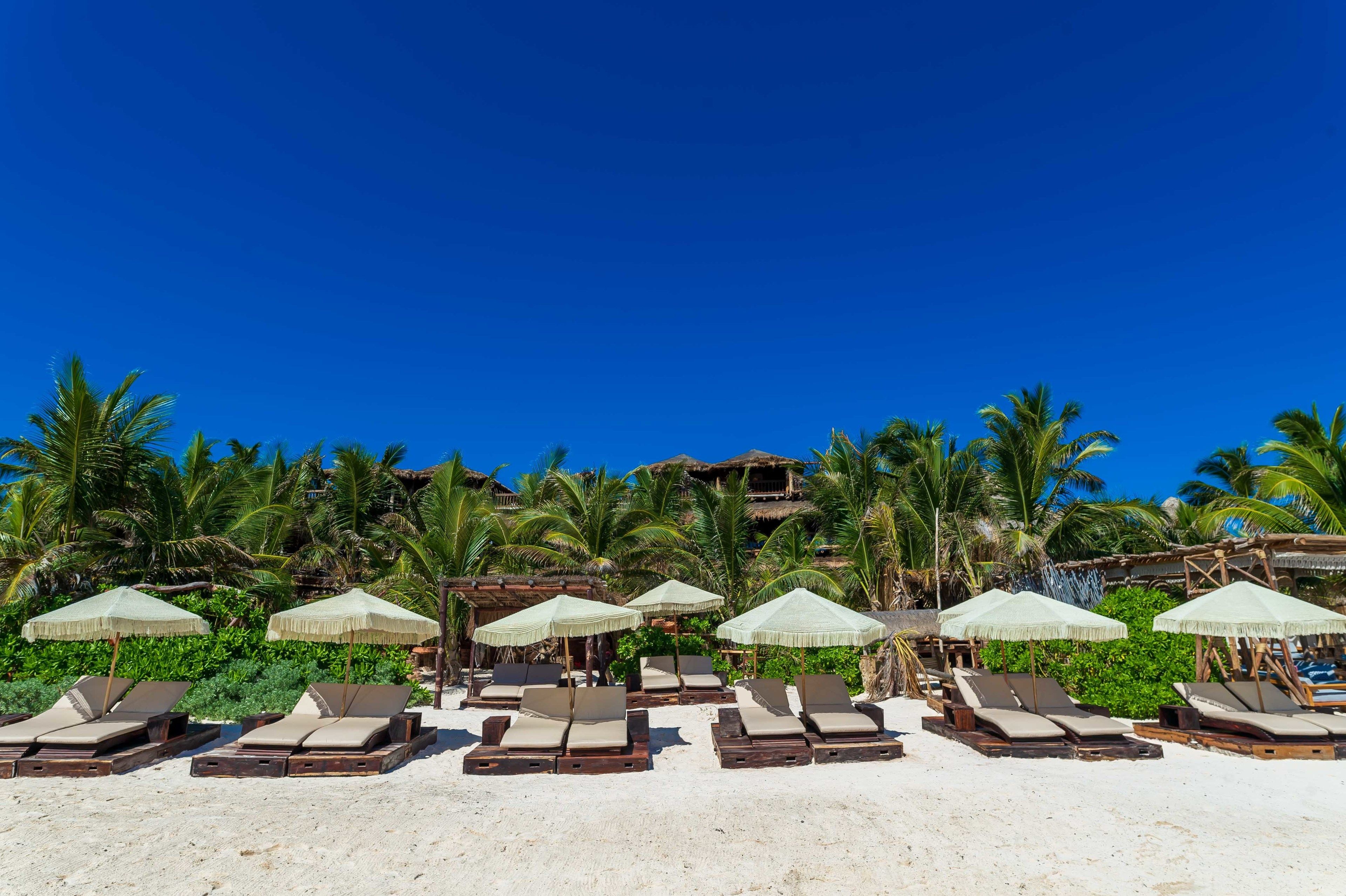 A beach with rows of sun loungers and umbrellas, palm trees, and a building in the background.
