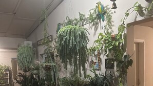 A plant nursery with various hanging plants and potted plants. - Patio De Joan (Comayagua)