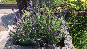 Un giardino con piante di lavanda in un vaso di pietra.