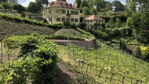 Vignoble