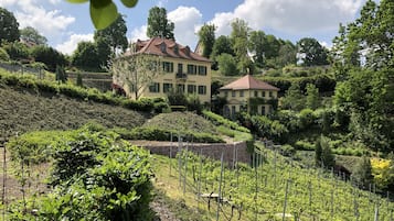 Vineyard