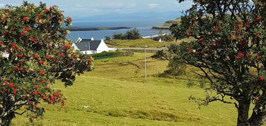 A coastal landscape with a house, grassy fields, and trees with red berries.