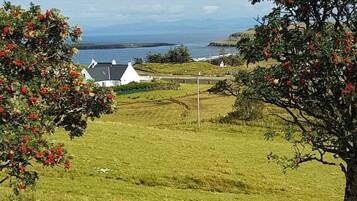 A coastal landscape with a house, grassy fields, and trees with red berries.