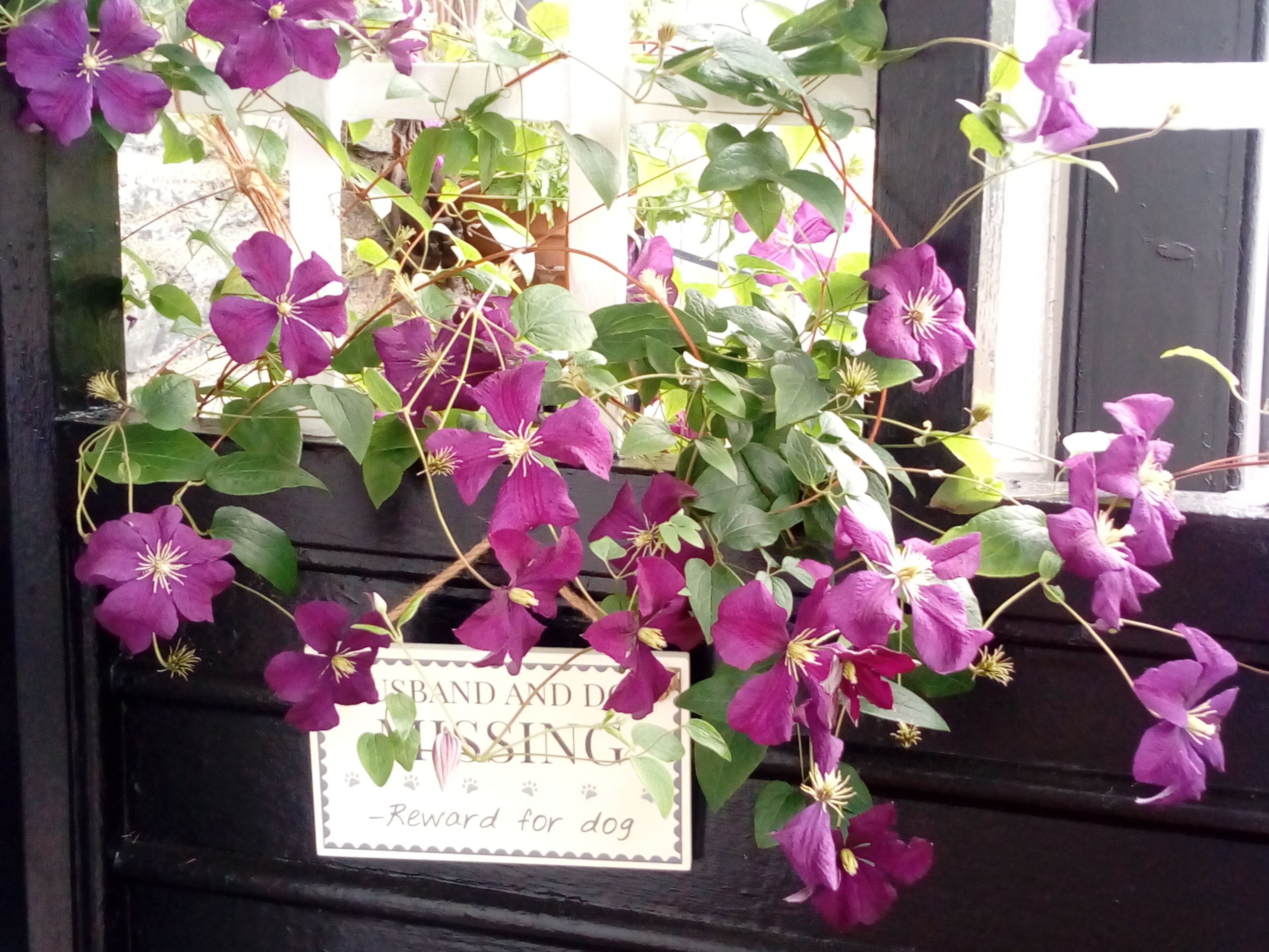 A window box with purple flowers and a sign that reads "MISSING - Reward for dog".