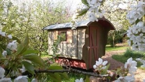 A small, rustic wooden structure with a sloped roof, situated in a garden with blooming white flowers. - Schaeferwagenhotel-Campsite (Sulzfeld)