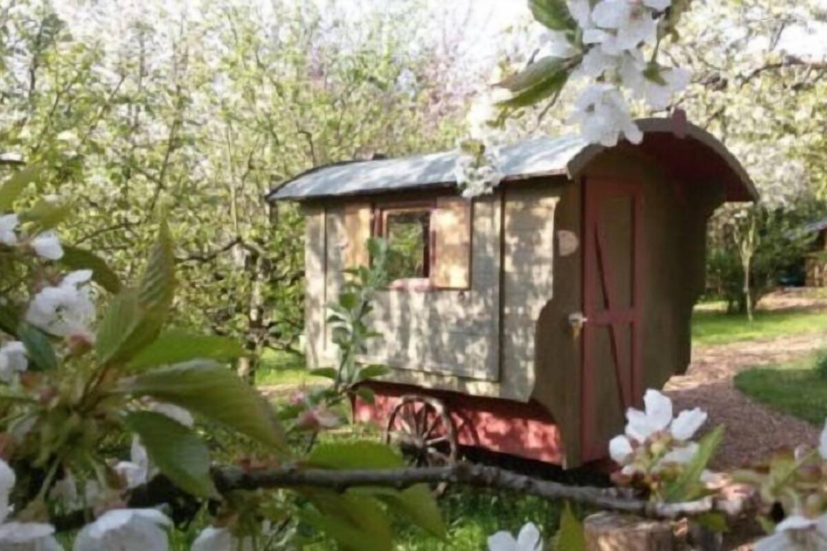 A small, rustic wooden structure with a sloped roof, situated in a garden with blooming white flowers.