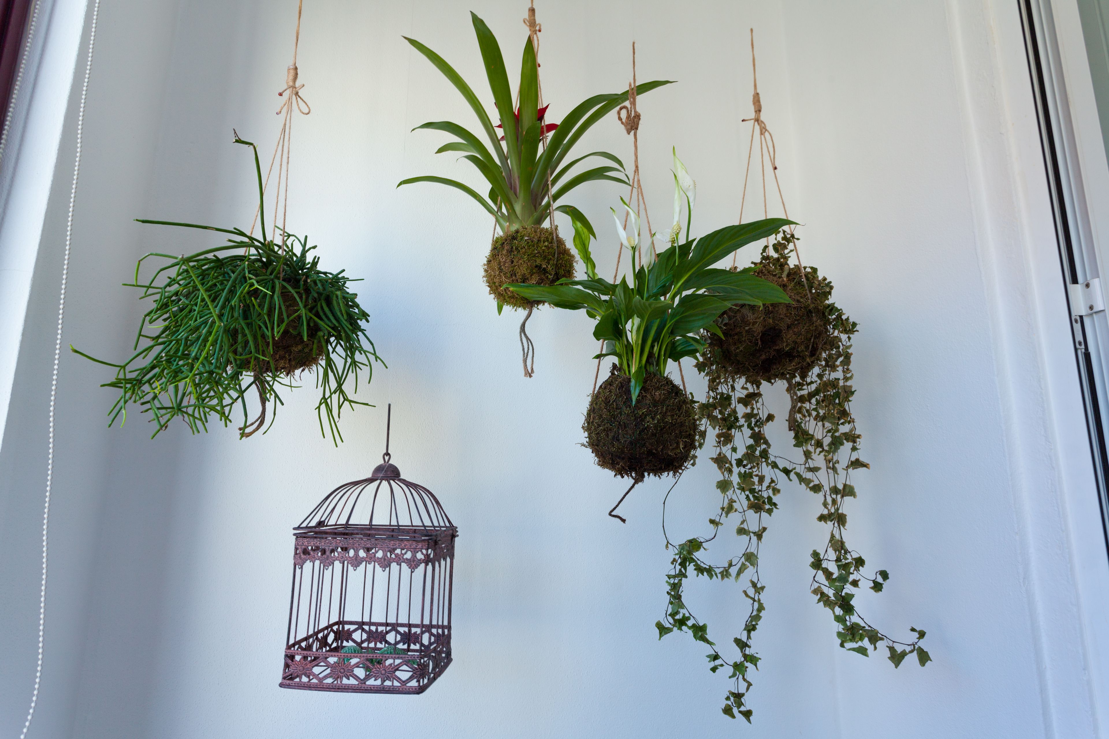 On peut voir différentes plantes suspendues et une cage à oiseaux accrochée au mur.