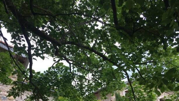 A courtyard with a stone building, lush greenery, and a black dog walking. - La Chapelle Saint Gervais (Sospel)