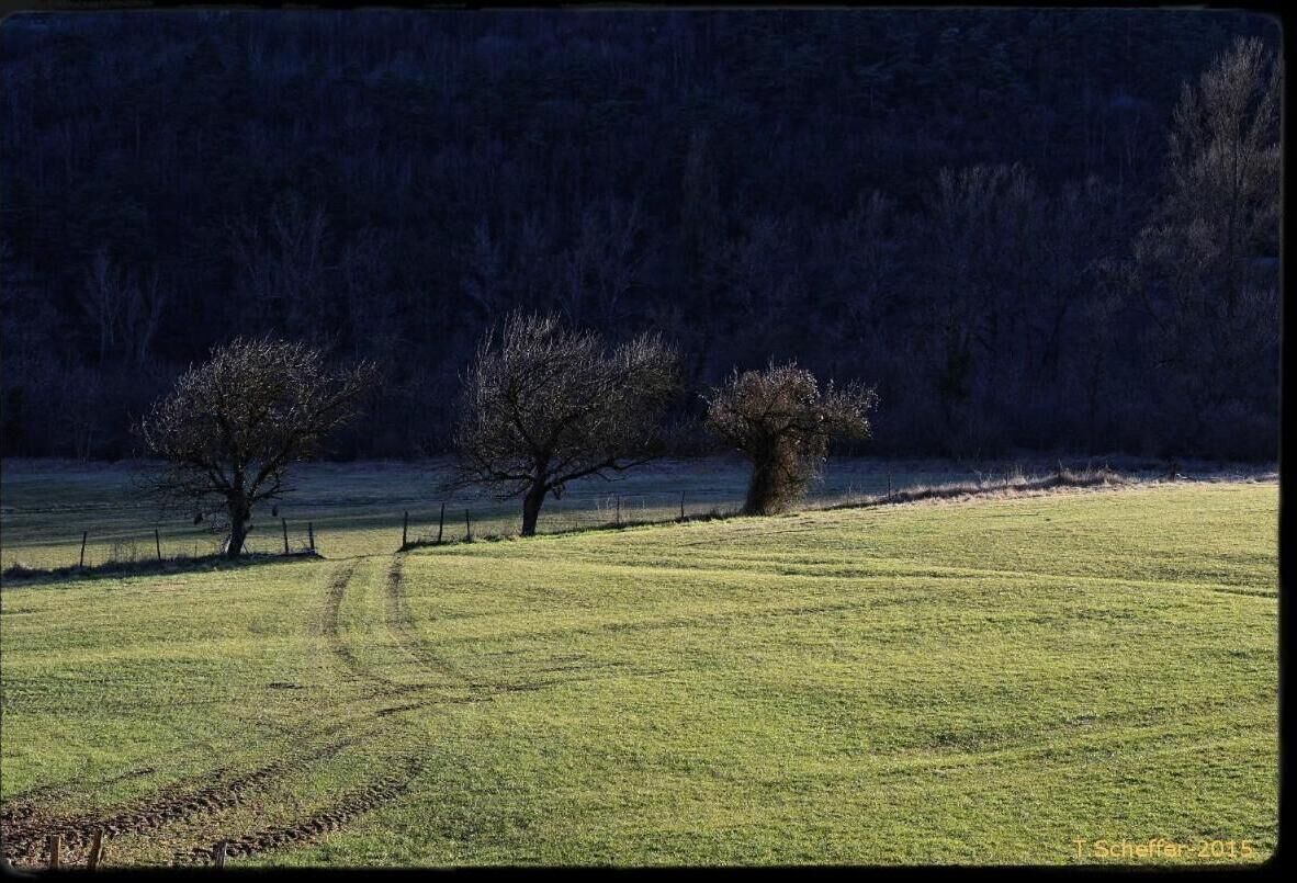 Un prato erboso con tre alberi e un sentiero sterrato.