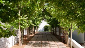 A paved pathway lined with trees and a white wall on one side. - La Paris Estate (Franschhoek)