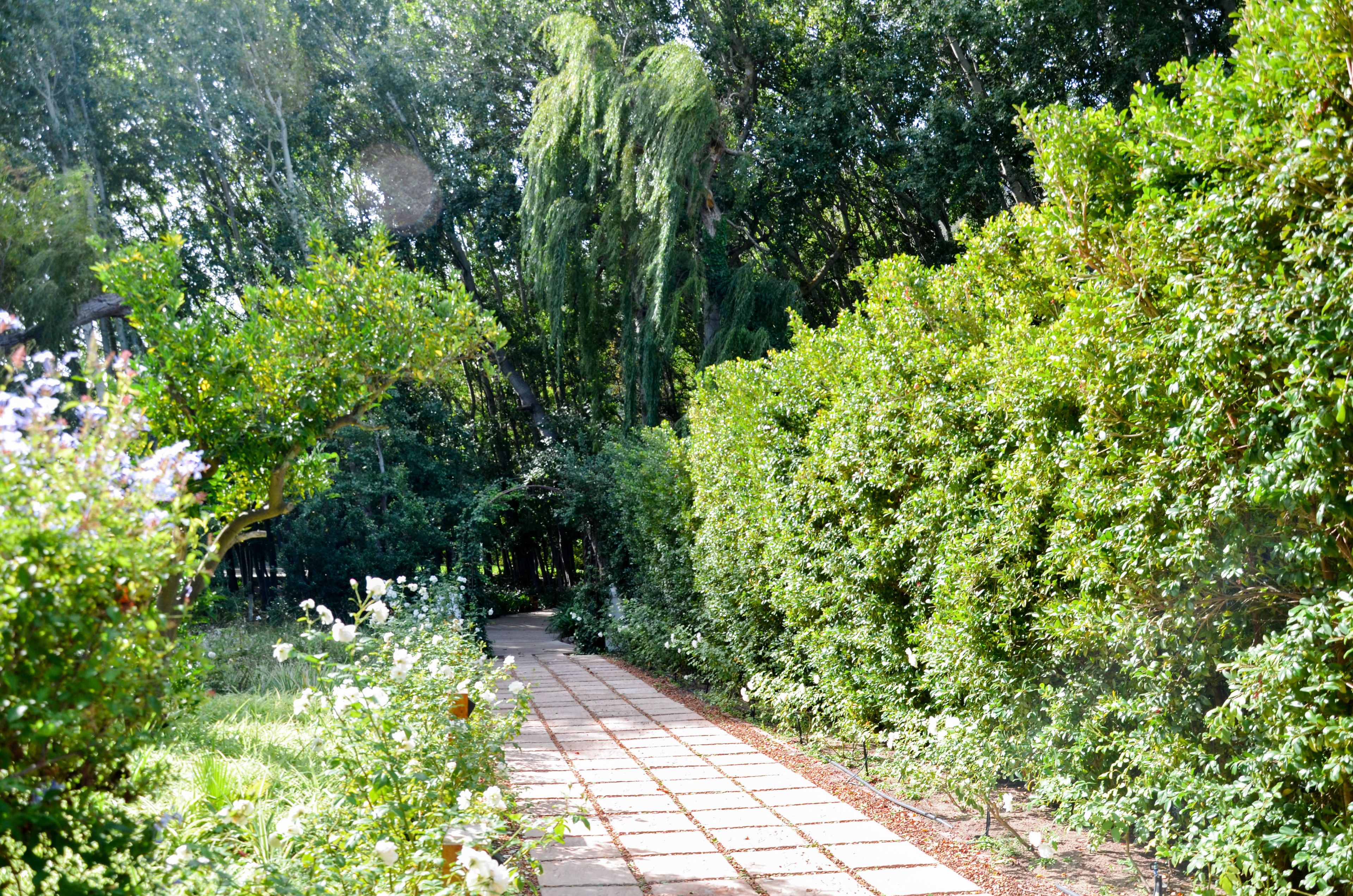 Een tuinpad omringd door weelderige begroeiing en bomen.