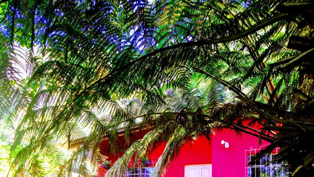 A vibrant red building with a white door, surrounded by lush greenery and flowering plants. - Pink house (San Antonio Palopo)
