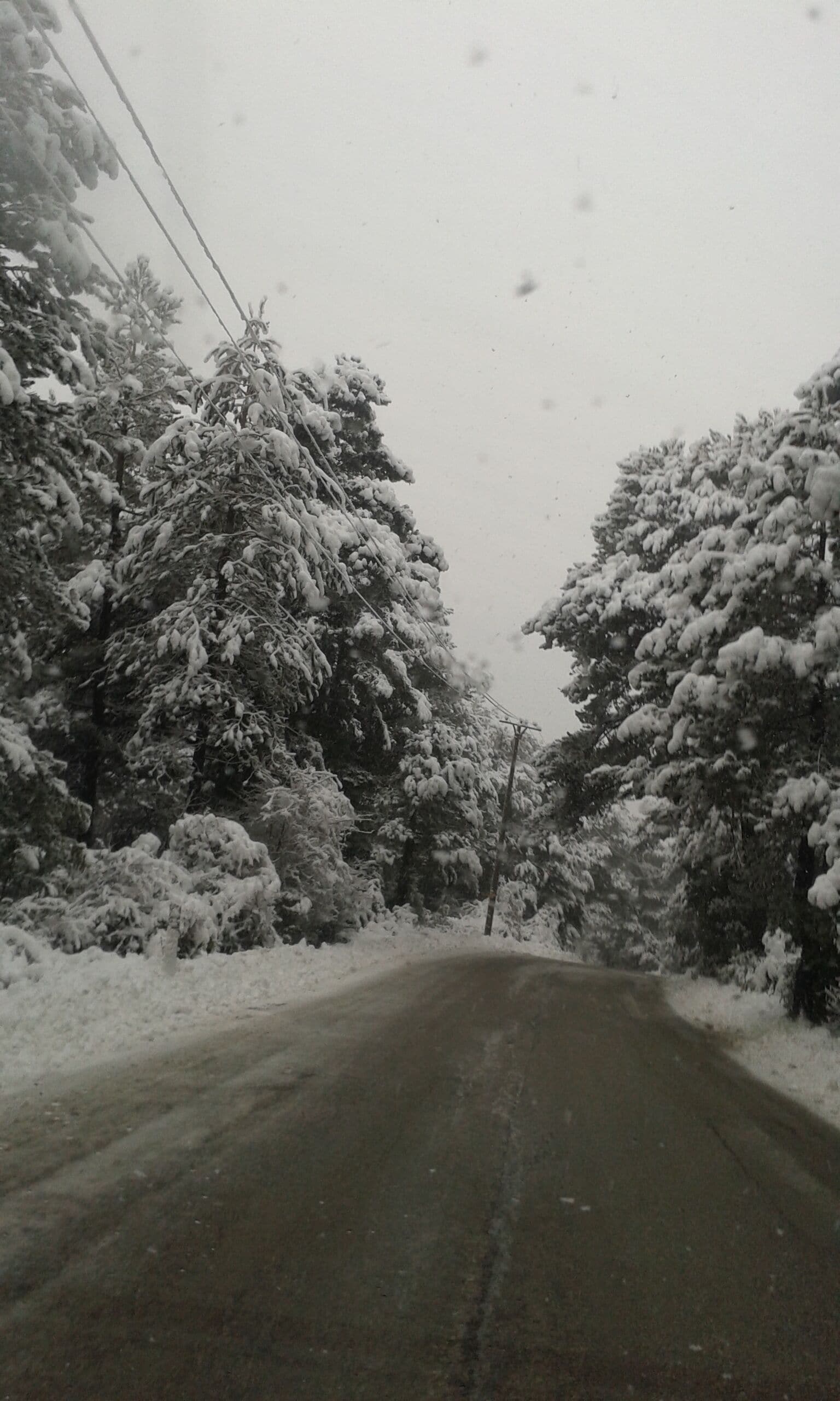 Una carretera nevada bordeada de árboles.