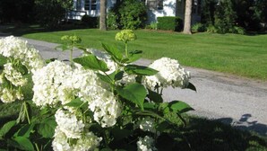 A house with a well-maintained lawn and white hydrangea bushes in the foreground.
