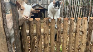 Ein Holzzaun mit einer Ziege und einer Katze darauf.