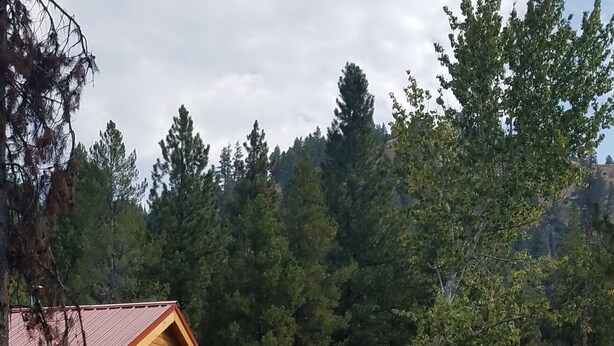 A row of wooden cabins with a porch and a covered area, surrounded by a grassy field and dense forest. - The Ultimate Outdoor Adventure with Indoor Comfort (Darby)