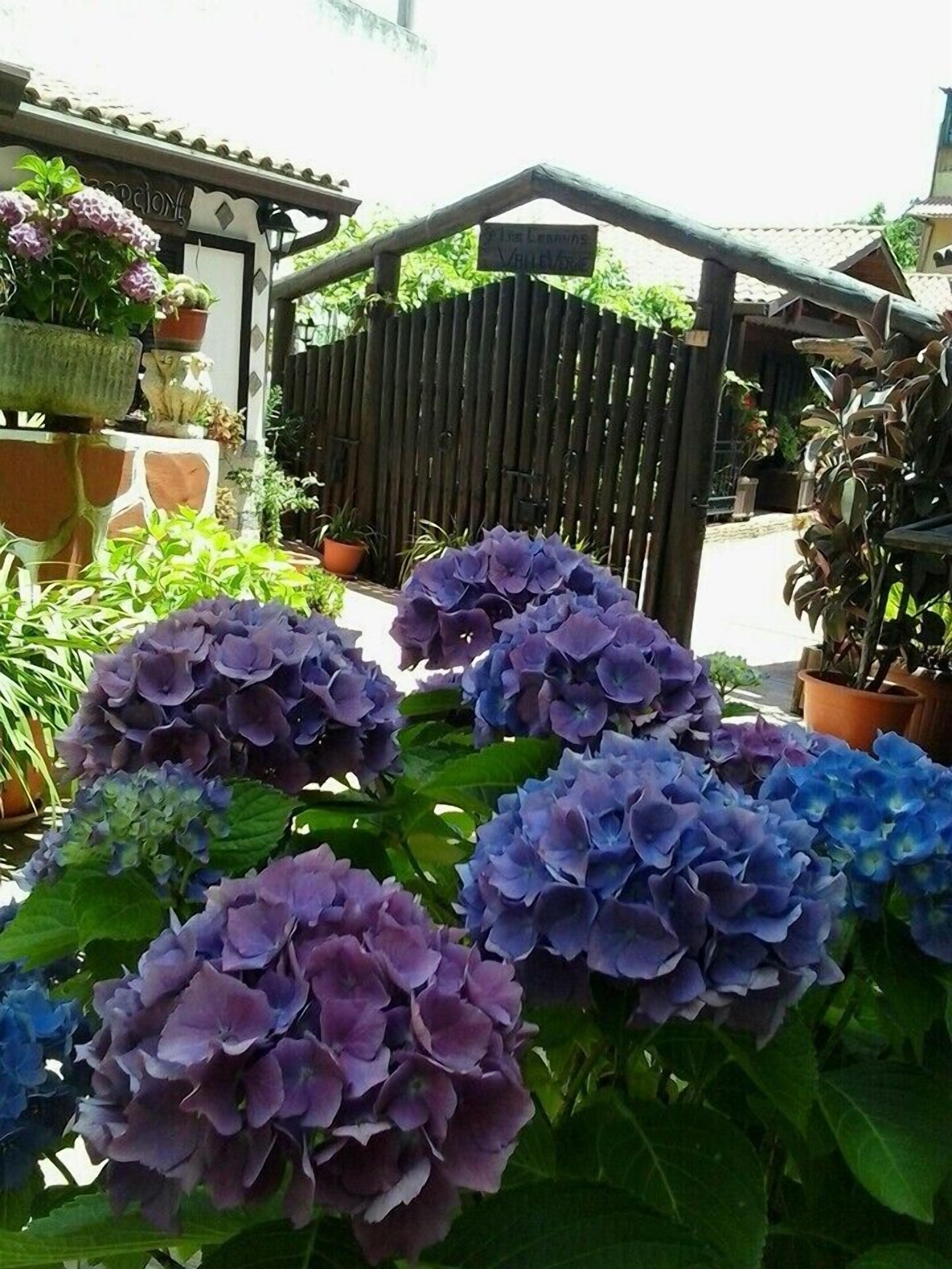 A garden with hydrangea flowers and a wooden fence.