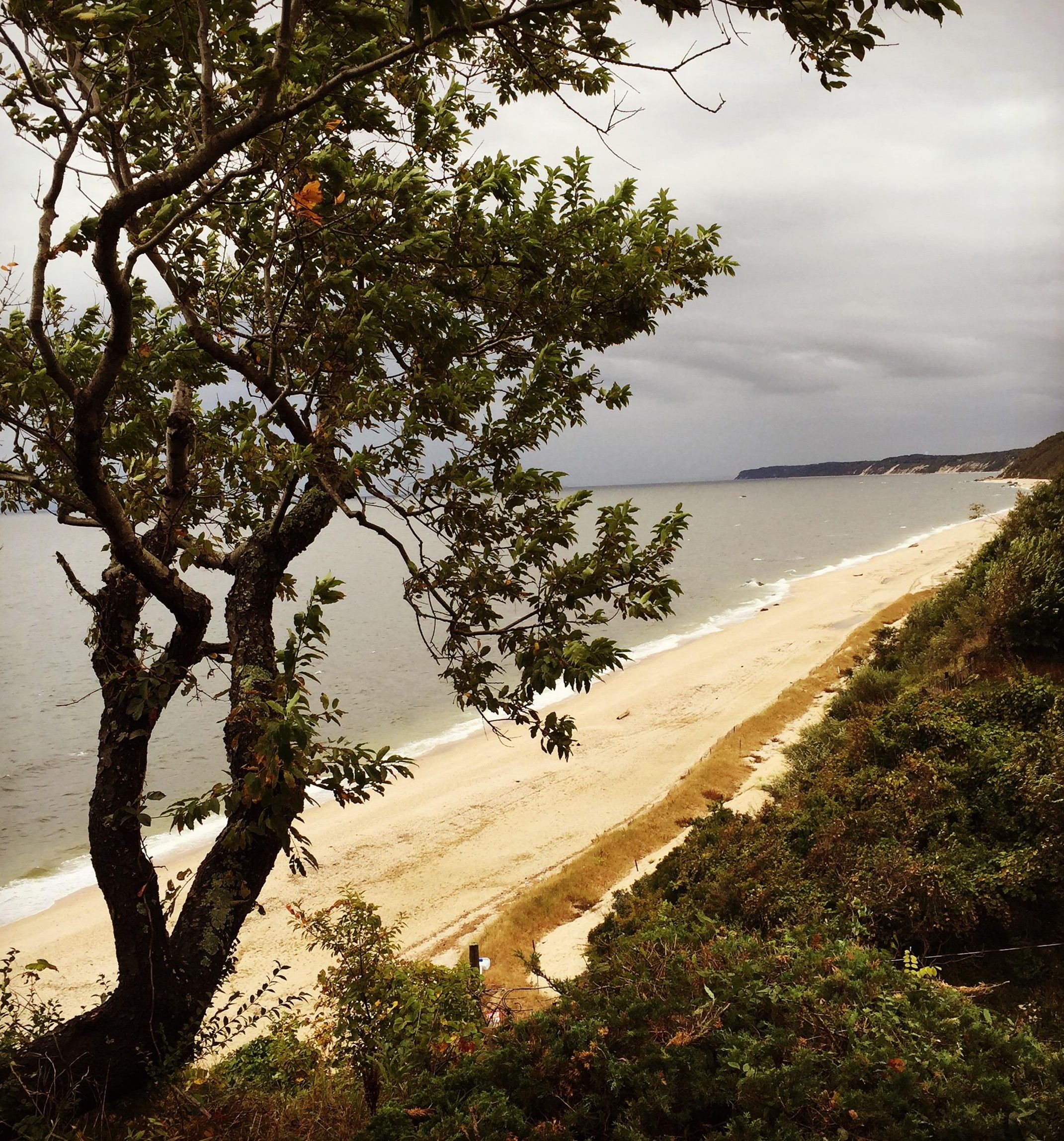 A beach with a tree in the foreground and a path leading to the shore.