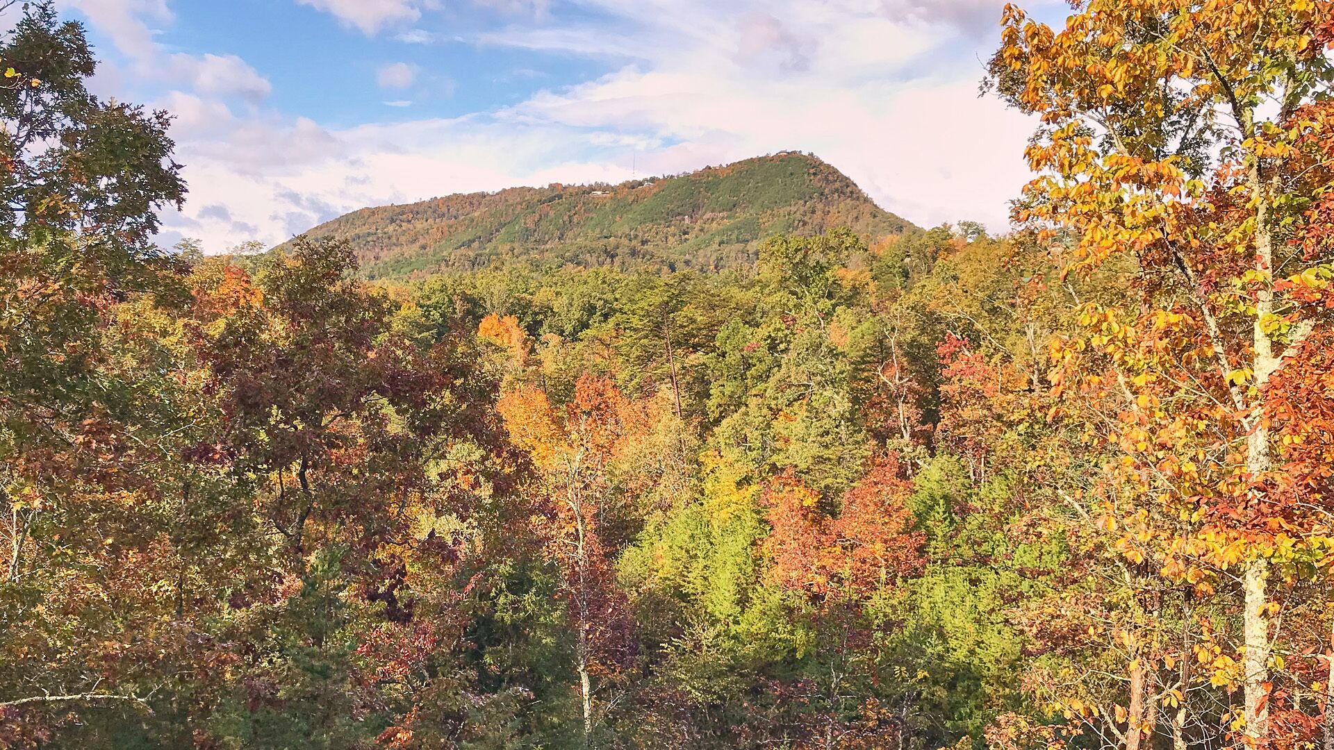 A forested landscape with a mountain in the background.