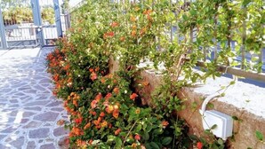 A stone-paved pathway adjacent to a wall with a climbing plant featuring orange flowers.