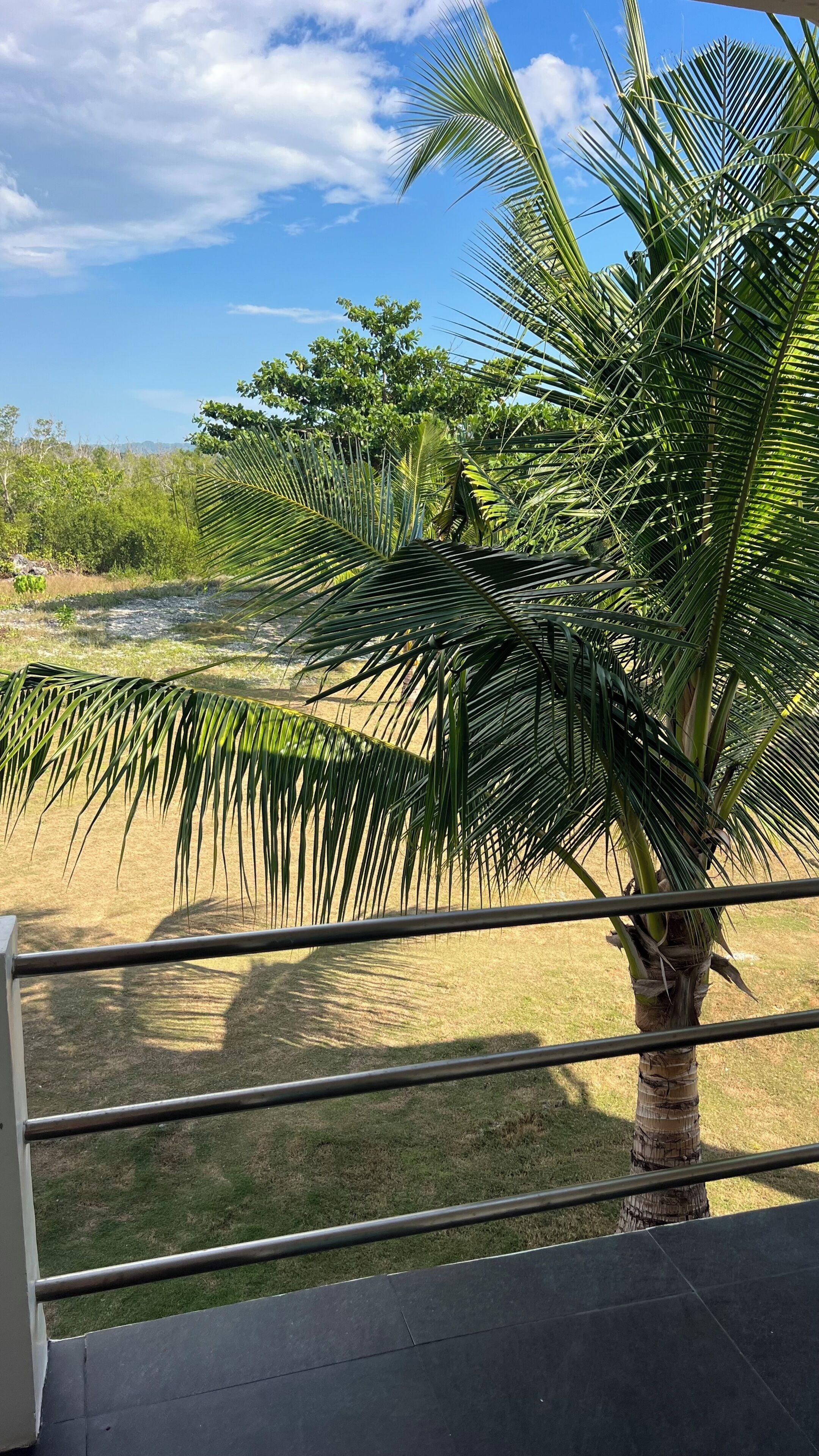 A view of a palm tree and a grassy area through a metal railing.